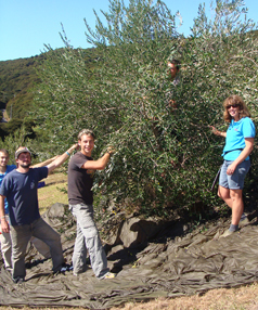 olive pickers